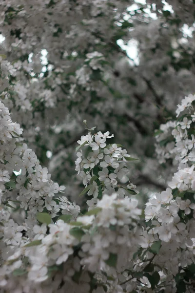 Veel Bloemen Aan Boom — Stockfoto