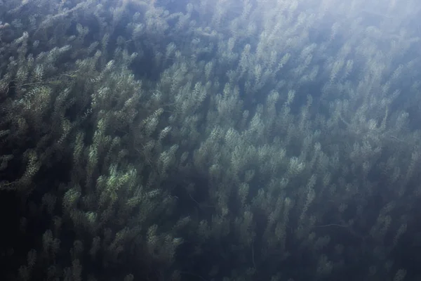 arkaplan yeşil algler mavi suda