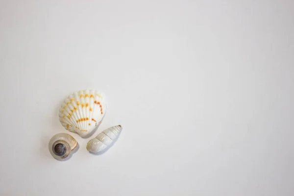 Beyaz arka planda deniz kabukları
