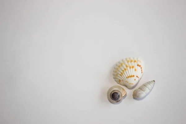 Beyaz arka planda deniz kabukları