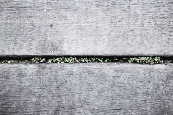 Yeşil bitkilerle kaplı ahşap duvar