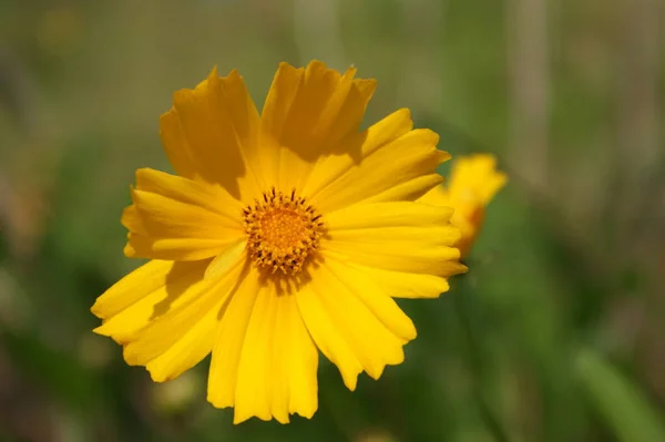 Picture Wild Chrysanthemum — Stock Photo, Image