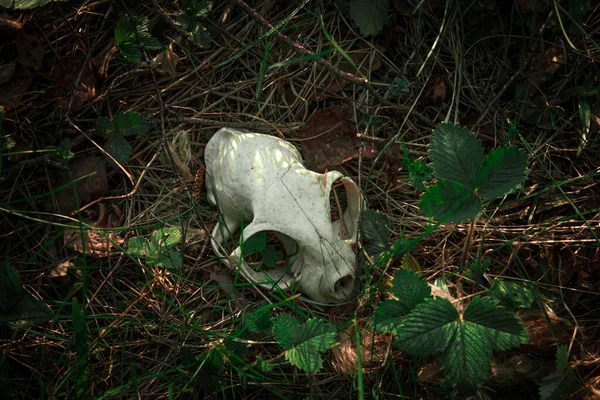 Çimlerde Çıplak Kafatası — Stok fotoğraf