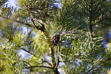 Baharın başında Firavun külahları