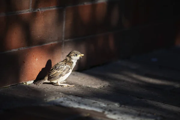 Little Sparrow Tiber River — Stock Photo, Image