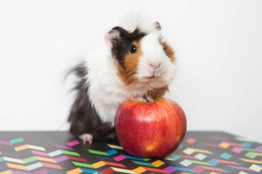 Beyaz üzerinde izole edilmiş kobay faresi