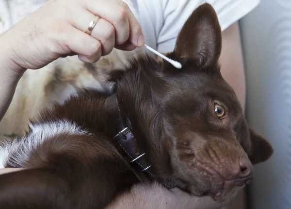 Köpeğin Kulağını Temizlemek.