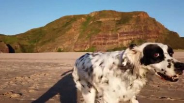 Dost canlısı ve eğlenceli çiftçi köpeği burnunda kumla sahilde oturmuş deniz esintisinin tadını çıkarıyor. evcil hayvan konsepti