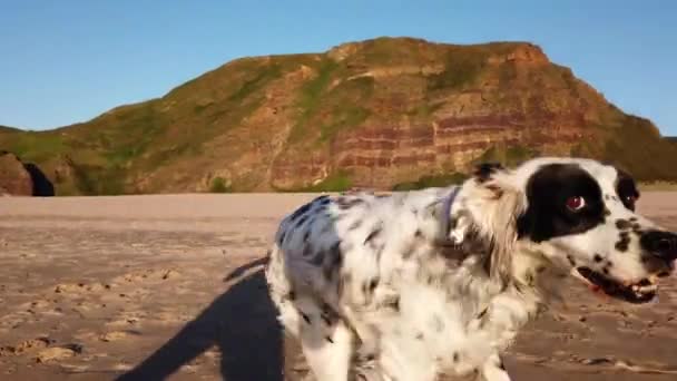 友好而有趣的赛狗狗 鼻子上沾满沙子 坐在海滩上享受着海风 宠物概念 — 图库视频影像