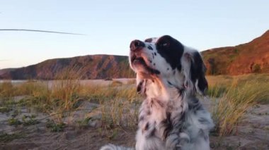 Dost canlısı ve eğlenceli çiftçi köpeği burnunda kumla sahilde oturmuş deniz esintisinin tadını çıkarıyor. evcil hayvan konsepti