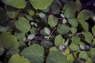 Okaliptüs gunnii 'Gümüş damla'. Gümüş mavisi kokulu taze yapraklar. Orak şekilli yeşillik