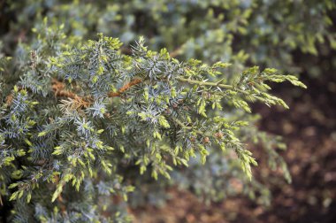 Mavi yıldız ardıç çalısı baharda çiçek açar.