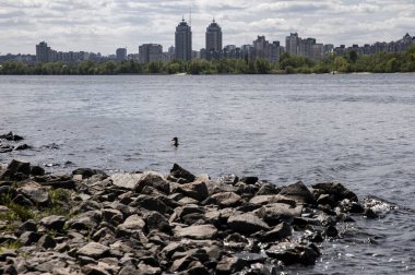 Yalnız ördek nehirde yüzüyor Dinyeper 'da ve arka planda Kyiv şehri var