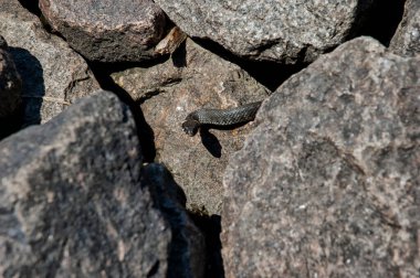 Gri taşlar arasındaki kameraya bakan bir yılan.