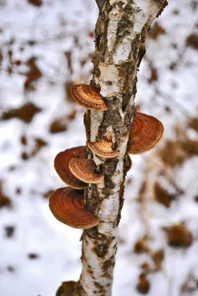 Mushrooms Birch Tree — Stock Photo, Image