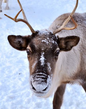 Batı Sibirya 'da geyik kampı