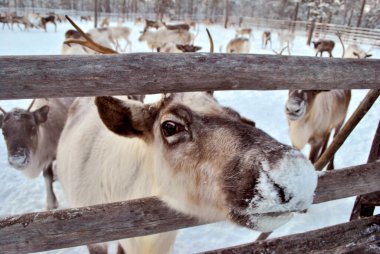 Batı Sibirya 'da geyik kampı
