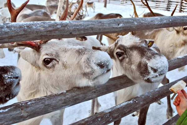 Batı Sibirya 'da geyik kampı