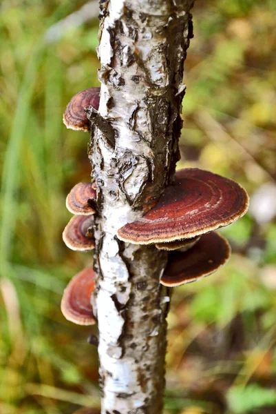 Funghi Albero Betulla — Foto Stock