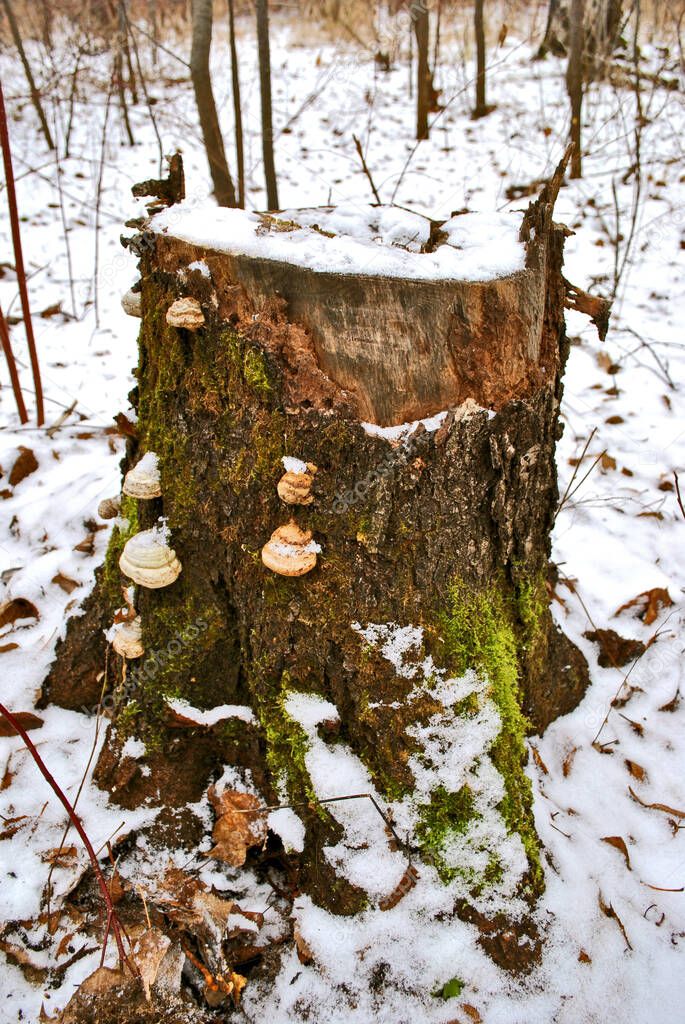 Sad stump in winter 2019