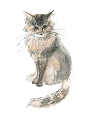 Kedi. Şirin pofuduk kedi oturuyor. Beyaz arka plandaki kedi.