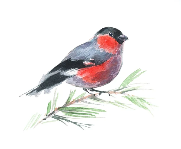 Bajkowy Zimowy Ptak Siedzący Gałęzi Bulfinch Czerwono Szarym Upierzeniem Ilustracja — Zdjęcie stockowe