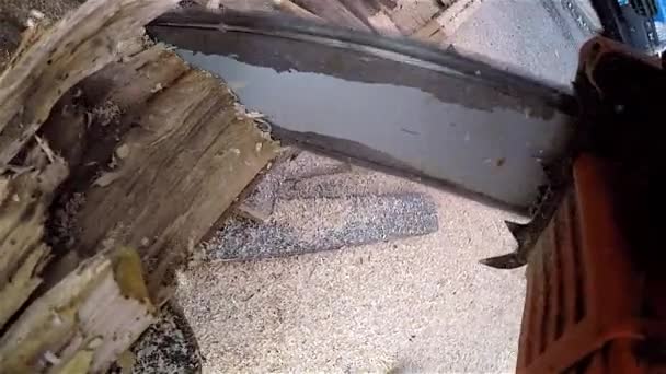 ガソリンのチェーンソーで木を切る — ストック動画