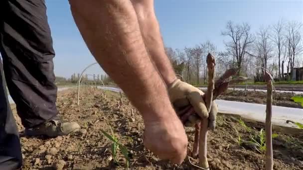 Raccolta asparagi nei campi — 图库视频影像