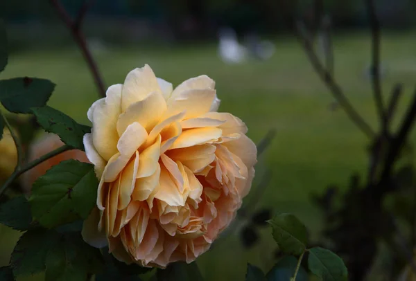 Rosa Blume im Grün der Natur — Stockfoto