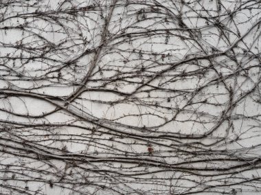 Sarmaşık dalları olan beton bir duvarın dokusu