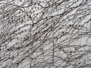 Sarmaşık dalları olan beton bir duvarın dokusu