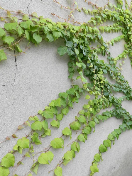 Zelený Břečťan Betonové Zdi — Stock fotografie