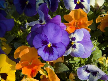 Çeşitli renkte çiçeklerle arka plan