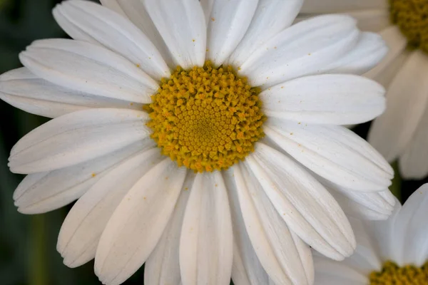 Hintergrund Mit Blühenden Weißen Gänseblümchen — Stockfoto
