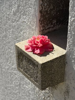 Beton pencere eşiğinde kırmızı çiçek