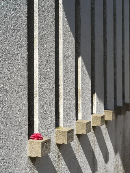 Betongvägg Med Blomma Fönsterbrädan — Stockfoto
