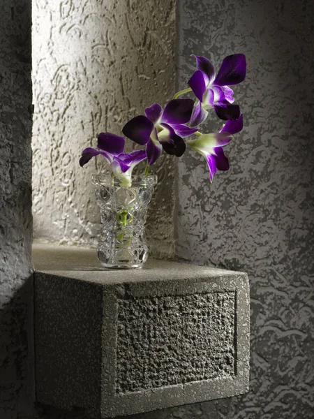 Fiore Nel Davanzale Cemento — Foto Stock