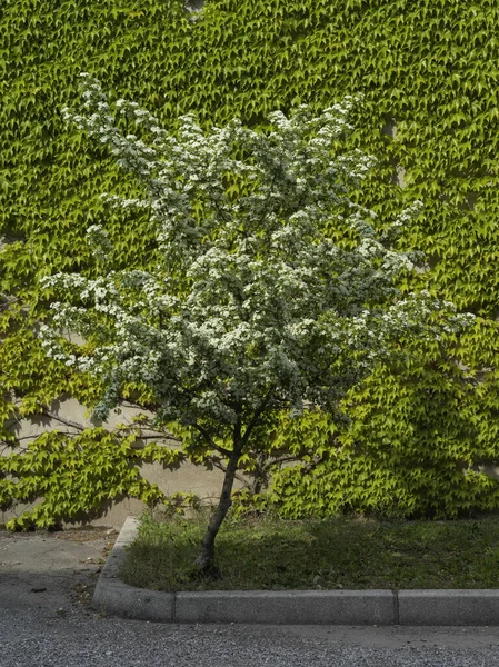 Pozadí Rostlinou Bílých Květin Břečťanu — Stock fotografie