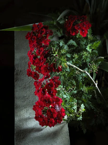 Flores Vermelhas Entre Folhas Verdes — Fotografia de Stock