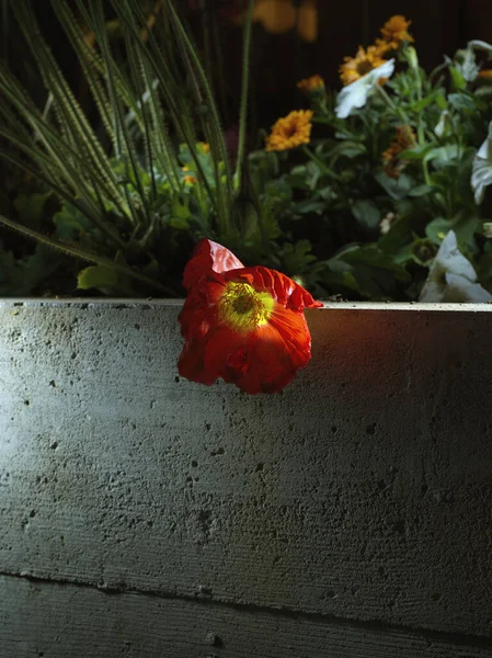 Красный Цветок Бетонной Стене — стоковое фото