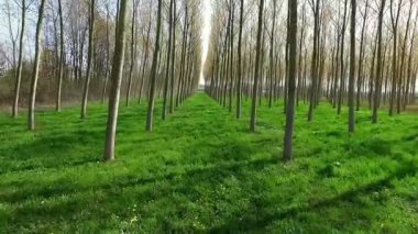 Yeşil çimenli orman manzarası