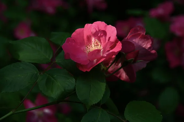 Rose Rouge Avec Bourgeons Feuilles Vertes — Photo