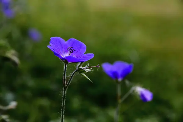 Fiore Viola Con Boccioli Foglie Verdi — Foto Stock