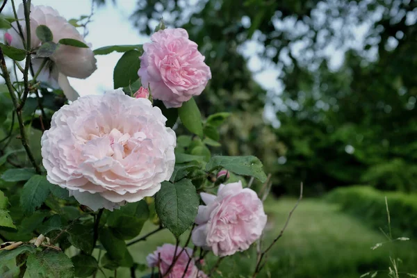 Rose Rosa Con Boccioli Foglie Verdi — Foto Stock