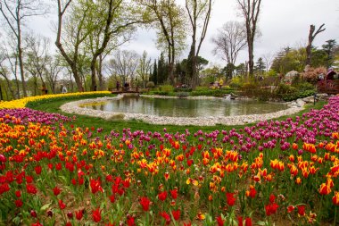 İstanbul, Emirgan Parkı 'ndan gelen Lale Festivali sırasında havuz etrafında renkli lalelerle güzel bir manzara. İstanbul 'un turistik lale bahçesinin en iyi ziyaret yeri. 