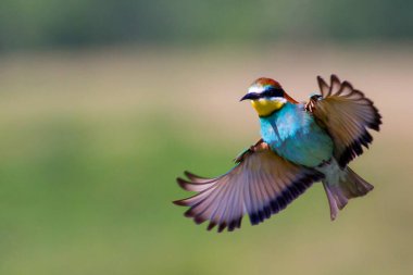 Avrupa arı yiyici (Merops apiaster). Cennet kuşu, gökkuşağı renkleri 