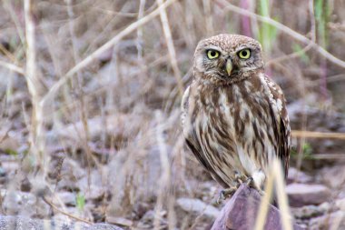 Küçük Baykuş Güzel gözler