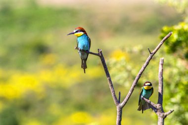 Avrupa arı yiyici (Merops apiaster). Cennet kuşları, gökkuşağı renkleri 