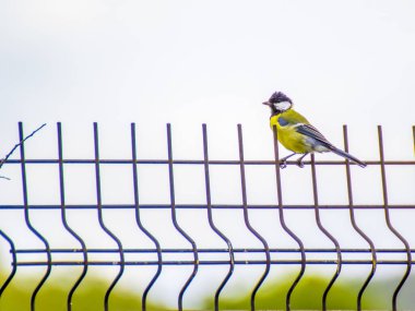 büyük baştankara (parus büyük)