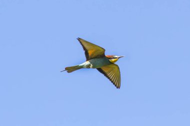 Avrupa arı yiyici (Merops apiaster). Cennet kuşu, gökkuşağı renkleri 